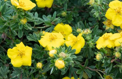 Yellow cinquefoil flowers. Learn about cinquefoil folklore and cinquefoil magical properties at Art of the Root.