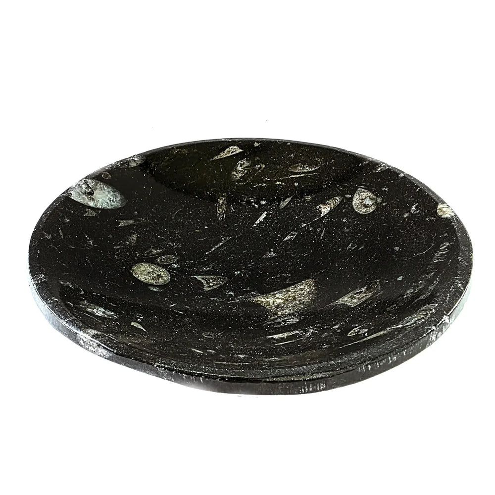 6-inch Orthoceras fossil offering bowl with ancient marine fossil patterns,