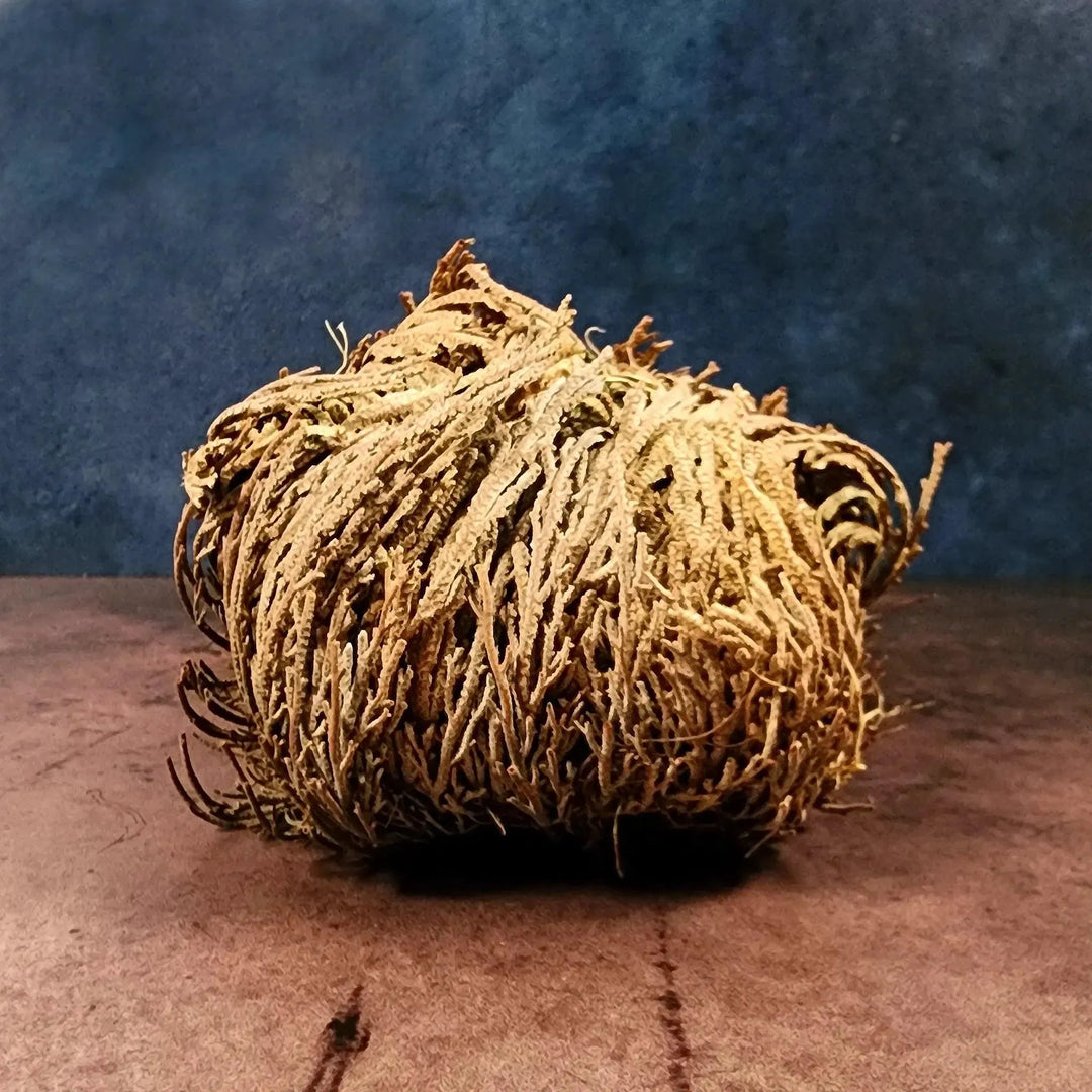 Rose of Jericho Plant for Abundance, Protection and Blessings - Art Of The Root
