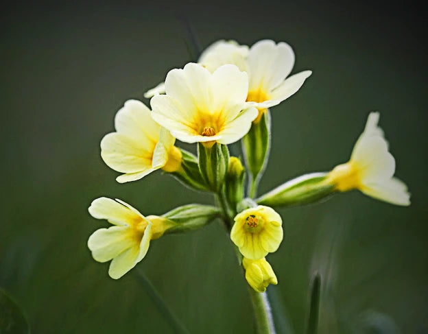 A yellow Primrose flower. Art of the Root covers Primrose magical properties and Primrose spiritual meaning.