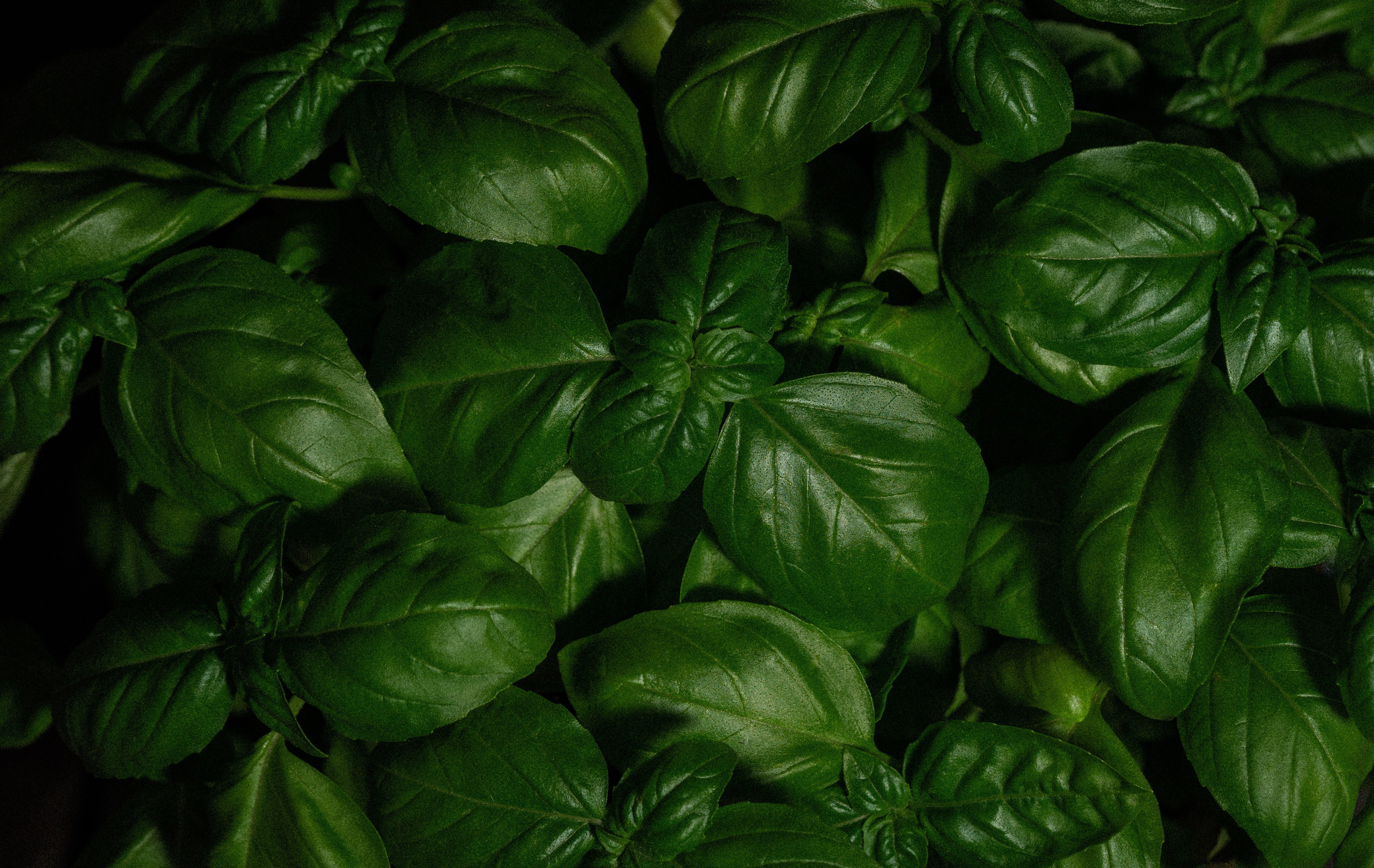 Read about basil magical properties in Hoodoo, Voodoo, and more.