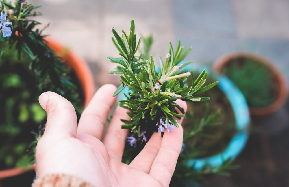 The Magic of Rosemary