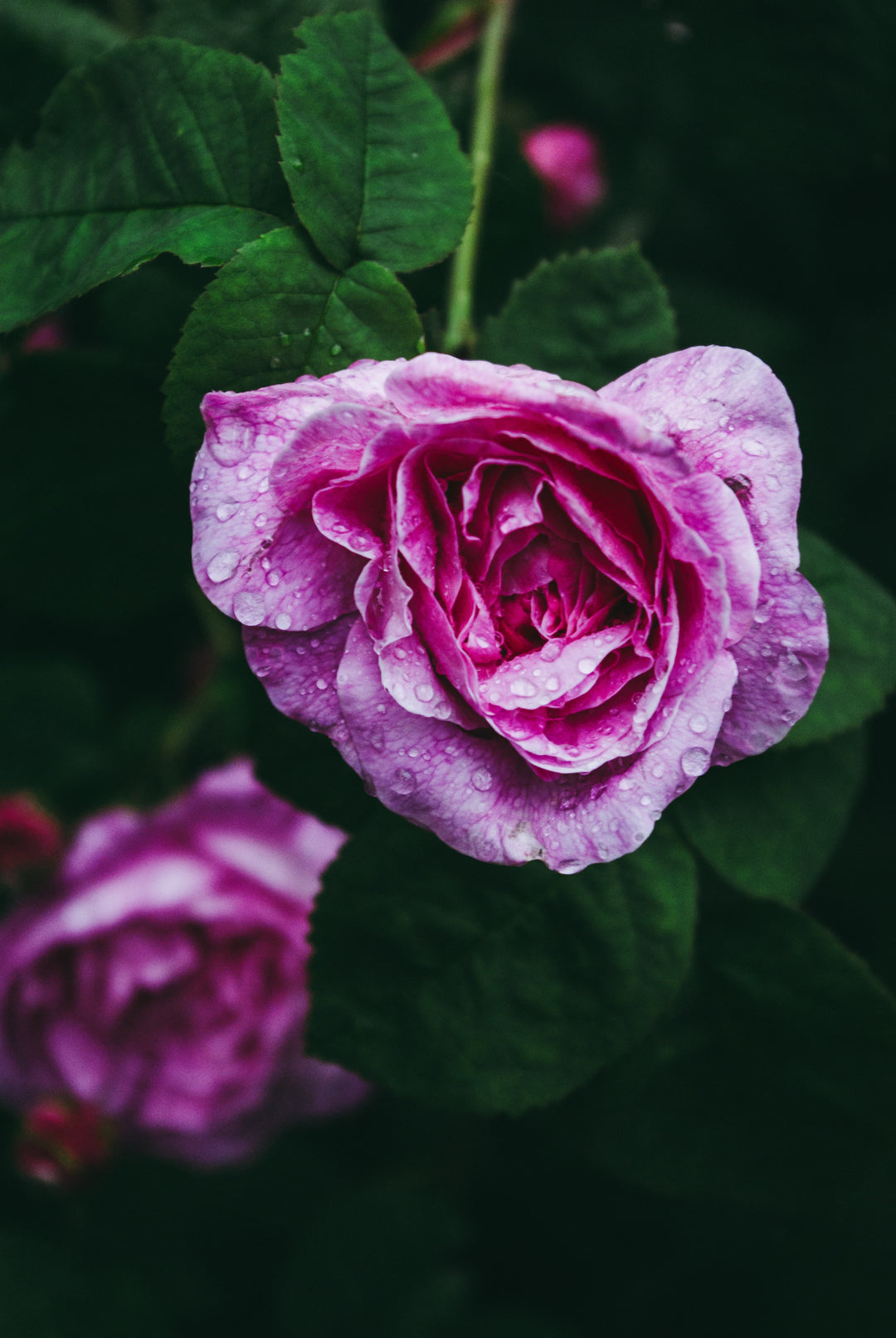 A purple rose. A rose can be an important ingredient when casting a love spell.
