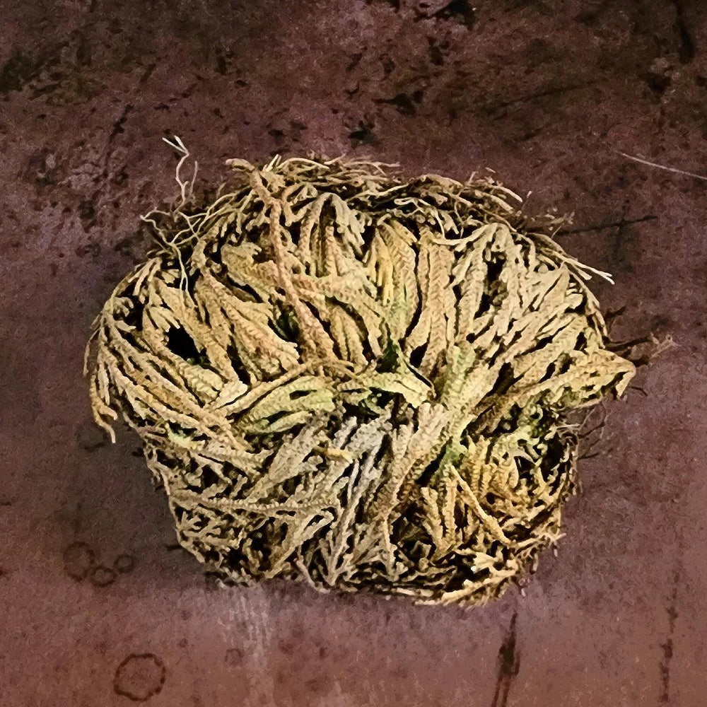 Rose of Jericho Plant for Abundance, Protection and Blessings - Art Of The Root